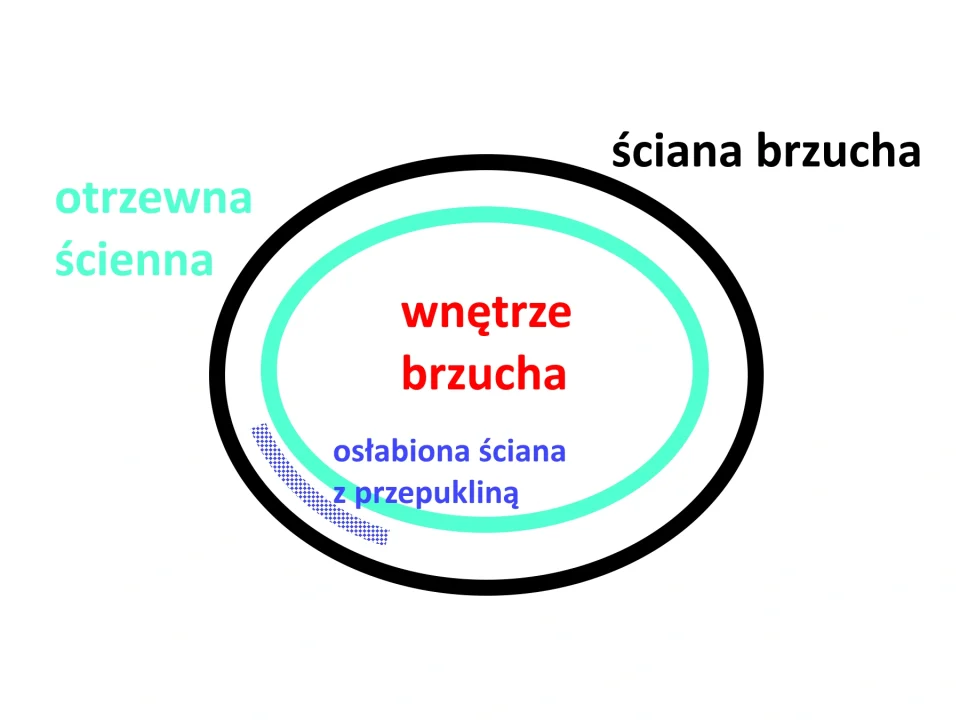 brzuch opis